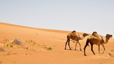 بهترین زمان سفر به عمان