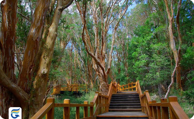 Bariloche myrtle forest جنگل سبز باریلوچه