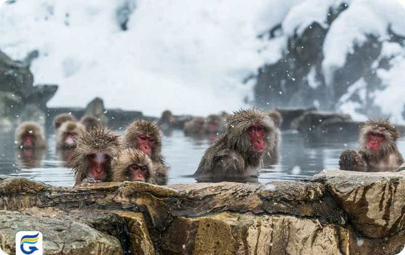 Jigokudani Monkey Park پارک میمون جیگوکدانی ژاپن