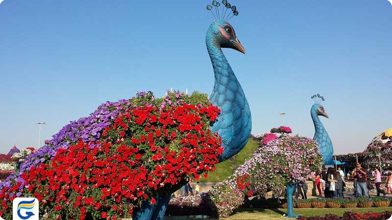 طاووس ها و لاک پشت های رنگارنگ Colorful peacocks and turtles