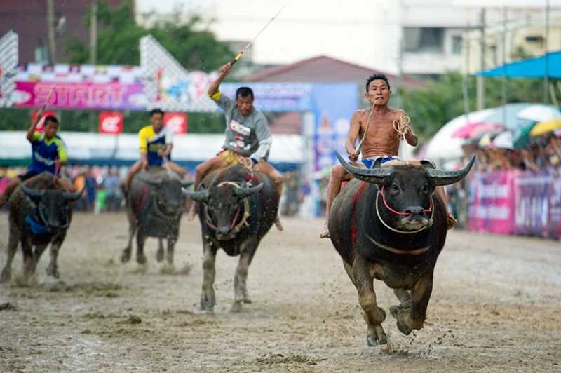 جشنواره مسابقه بوفالو چونبوری Buffalo Racing Festival Chonburi