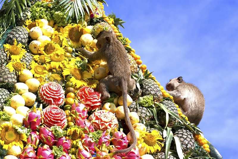 جشنواره ضیافت میمون لوپبوری Lopburi Monkey Banquet Festival