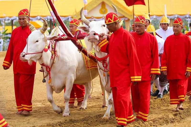 مراسم رویال پلووینگ Royal Plowing Ceremony