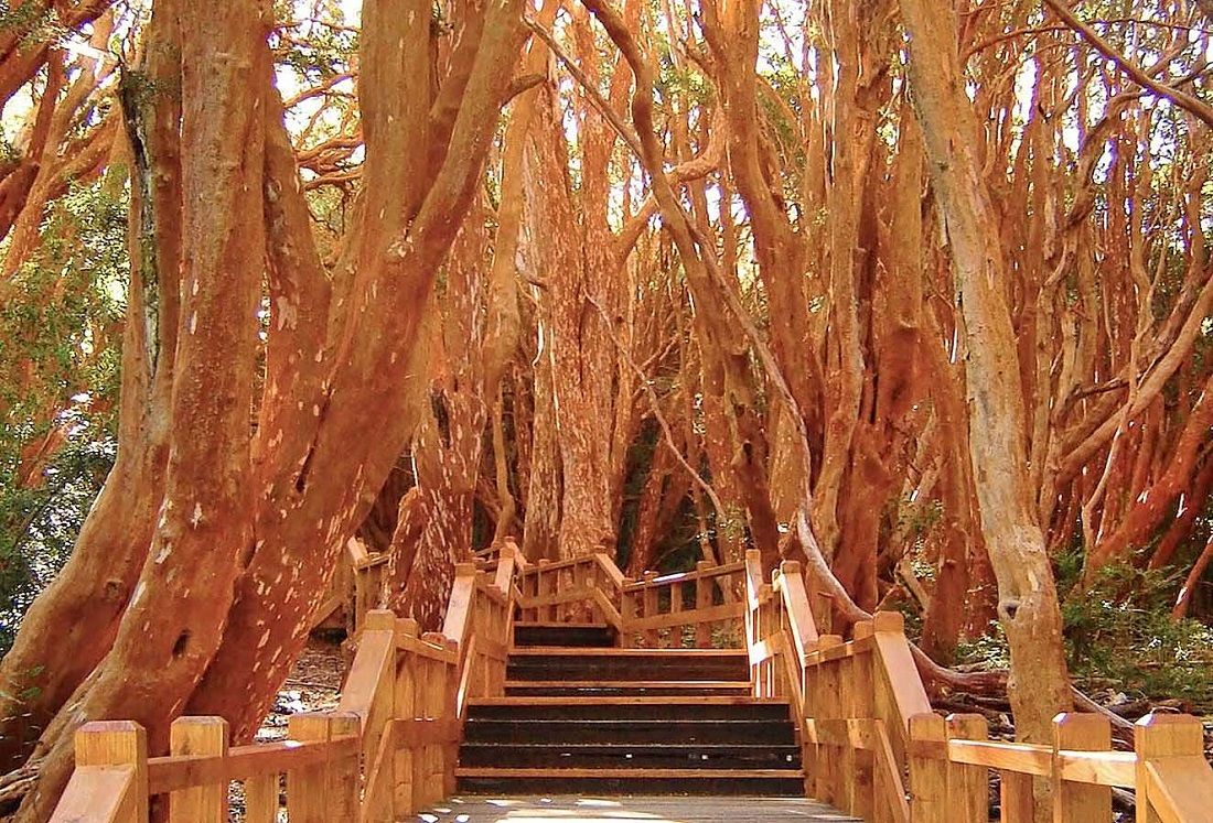 جنگل سبز باریلوچه آرژانتین Bariloche’s myrtle forest - پرواز مستقیم آرژانتین
