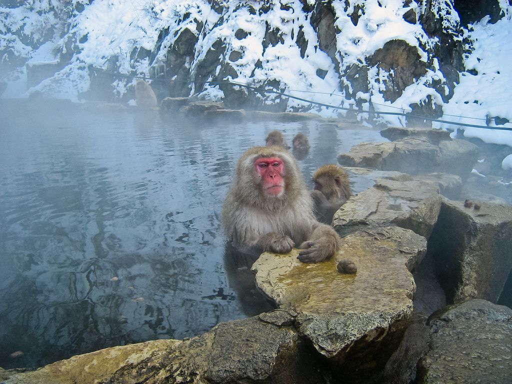 پارک میمون جیگوکدانی ژاپن Jigokudani Monkey Park - خرید اینترنتی پروازهای ژاپن